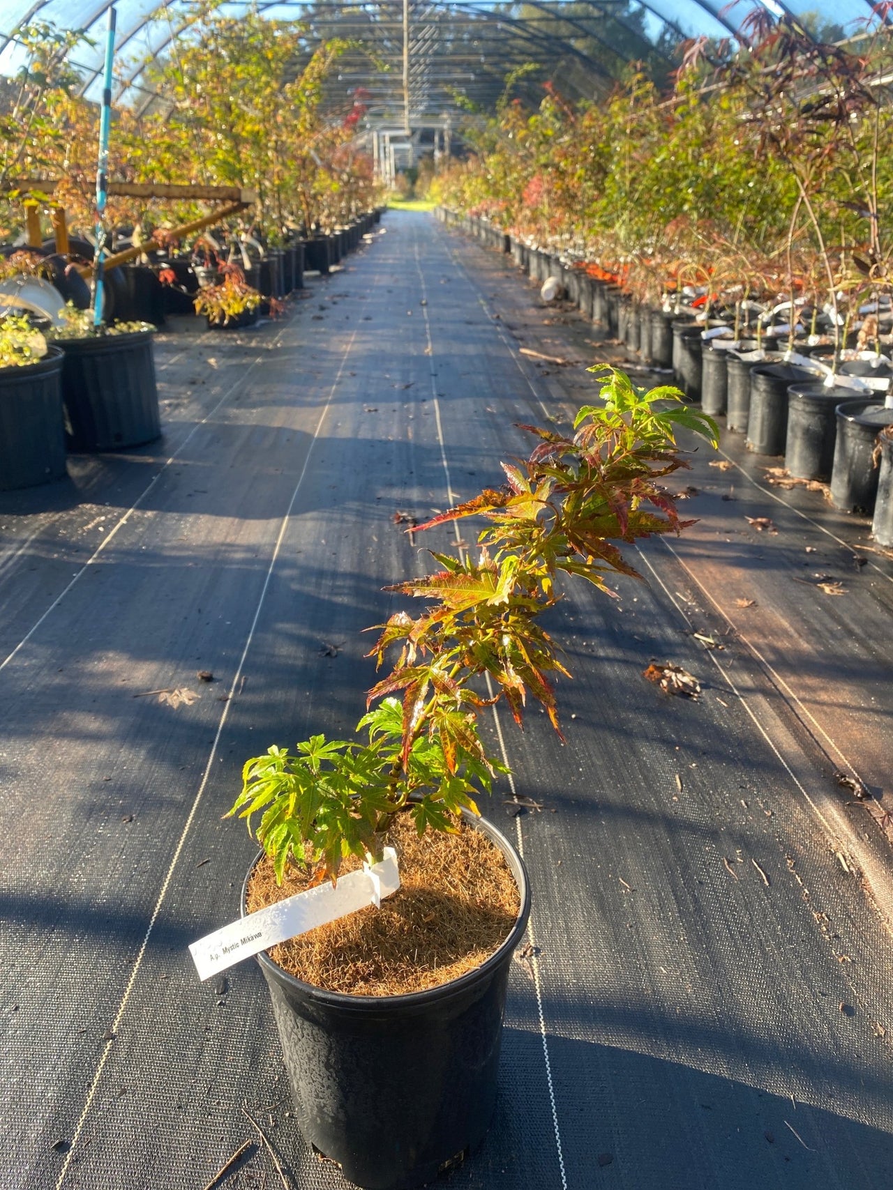 Acer palmatum 'Mystic Mikawa' - Maple Ridge Nursery