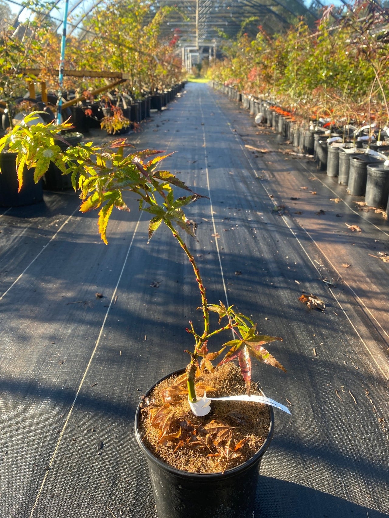 Acer palmatum 'Mystic Mikawa' - Maple Ridge Nursery