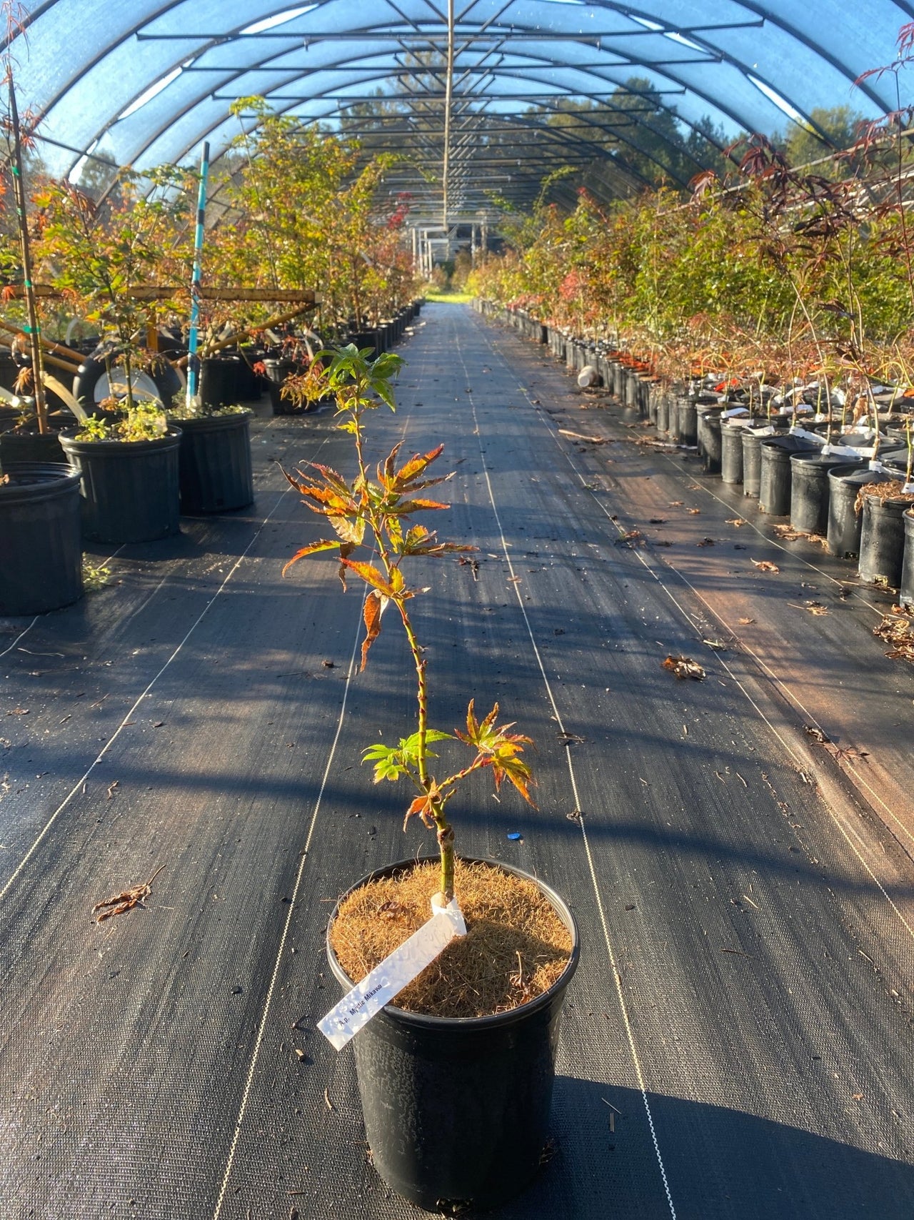 Acer palmatum 'Mystic Mikawa' - Maple Ridge Nursery