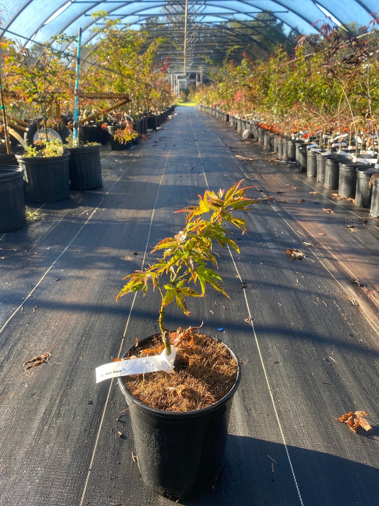 Acer palmatum 'Mystic Mikawa' - Maple Ridge Nursery