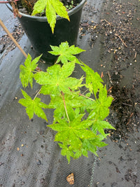 Thumbnail for Acer palmatum 'Nakakamado Weeping' Weeping Japaneses Maple - Maple Ridge Nursery