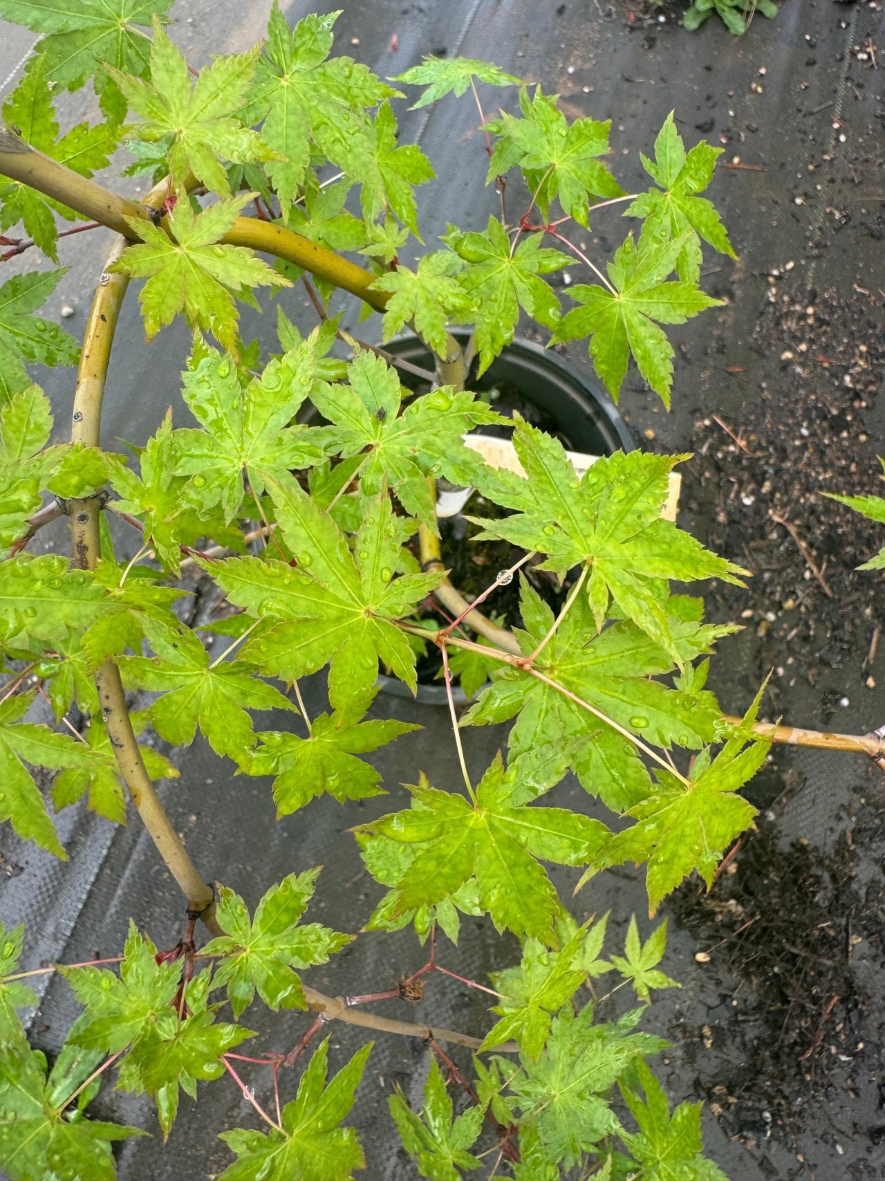 Acer palmatum 'Nakakamado Weeping' Weeping Japaneses Maple - Maple Ridge Nursery