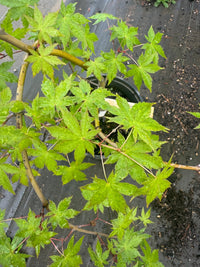 Thumbnail for Acer palmatum 'Nakakamado Weeping' Weeping Japaneses Maple - Maple Ridge Nursery