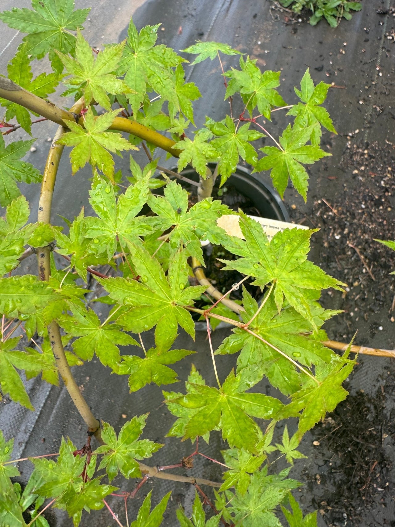 Acer palmatum 'Nakakamado Weeping' Weeping Japaneses Maple - Maple Ridge Nursery