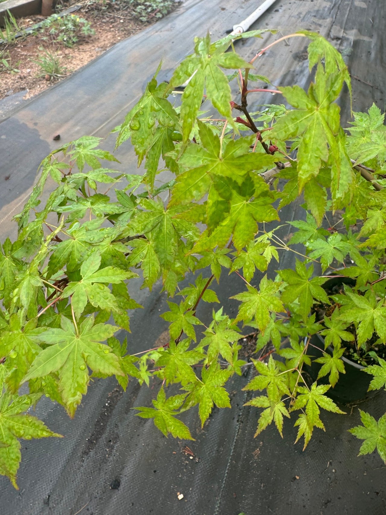 Acer palmatum 'Nakakamado Weeping' Weeping Japaneses Maple - Maple Ridge Nursery