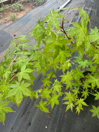 Thumbnail for Acer palmatum 'Nakakamado Weeping' Weeping Japaneses Maple - Maple Ridge Nursery