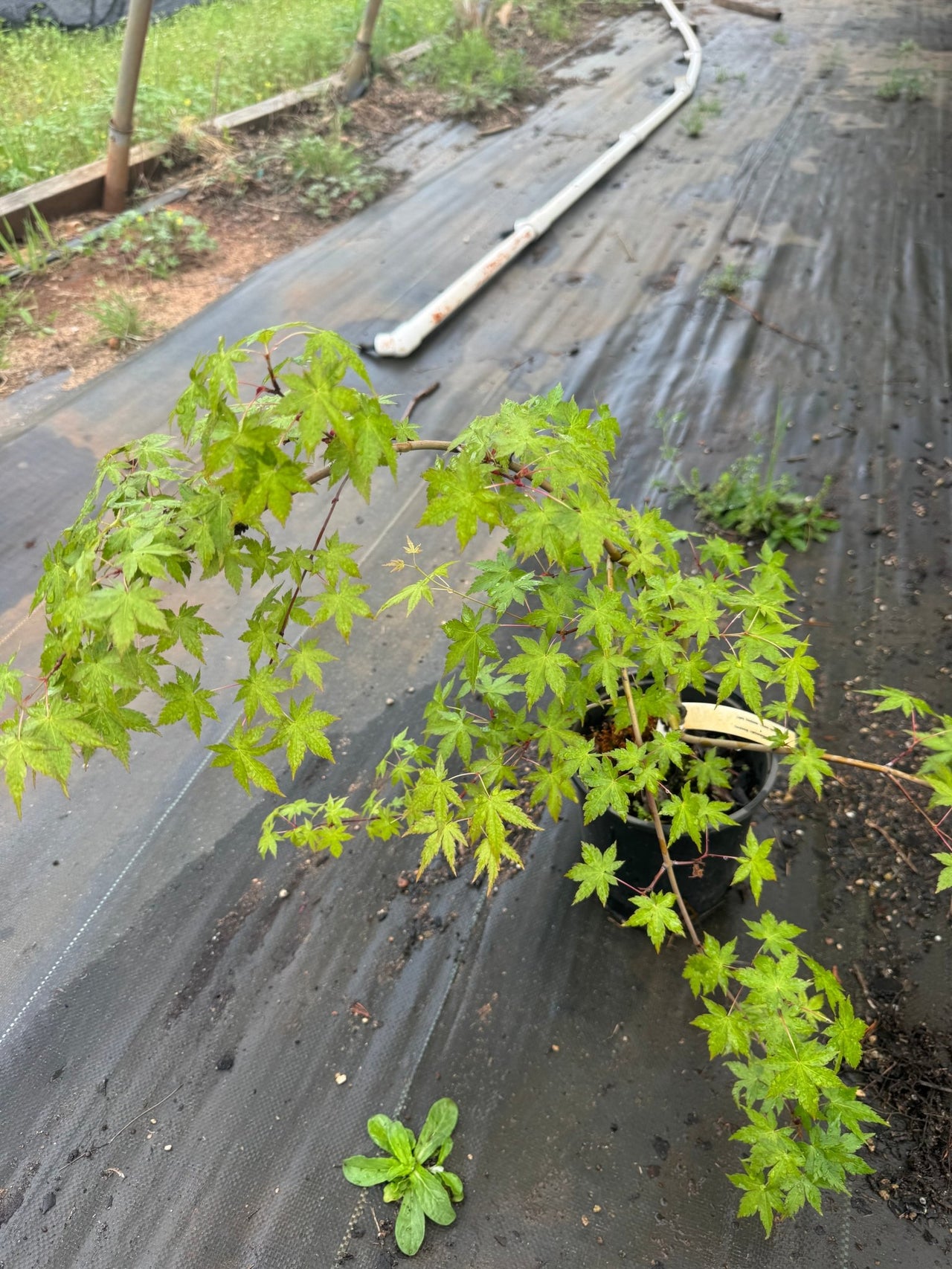 Acer palmatum 'Nakakamado Weeping' Weeping Japaneses Maple - Maple Ridge Nursery
