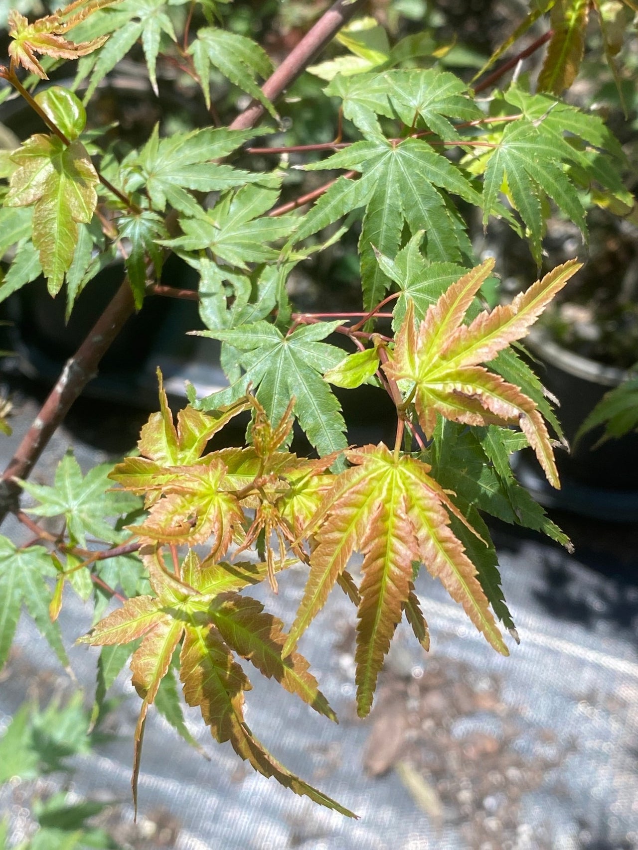 Acer palmatum 'Nishiki yamato' Rough Bark Japanese Maple - Maple Ridge Nursery