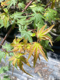 Thumbnail for Acer palmatum 'Nishiki yamato' Rough Bark Japanese Maple - Maple Ridge Nursery