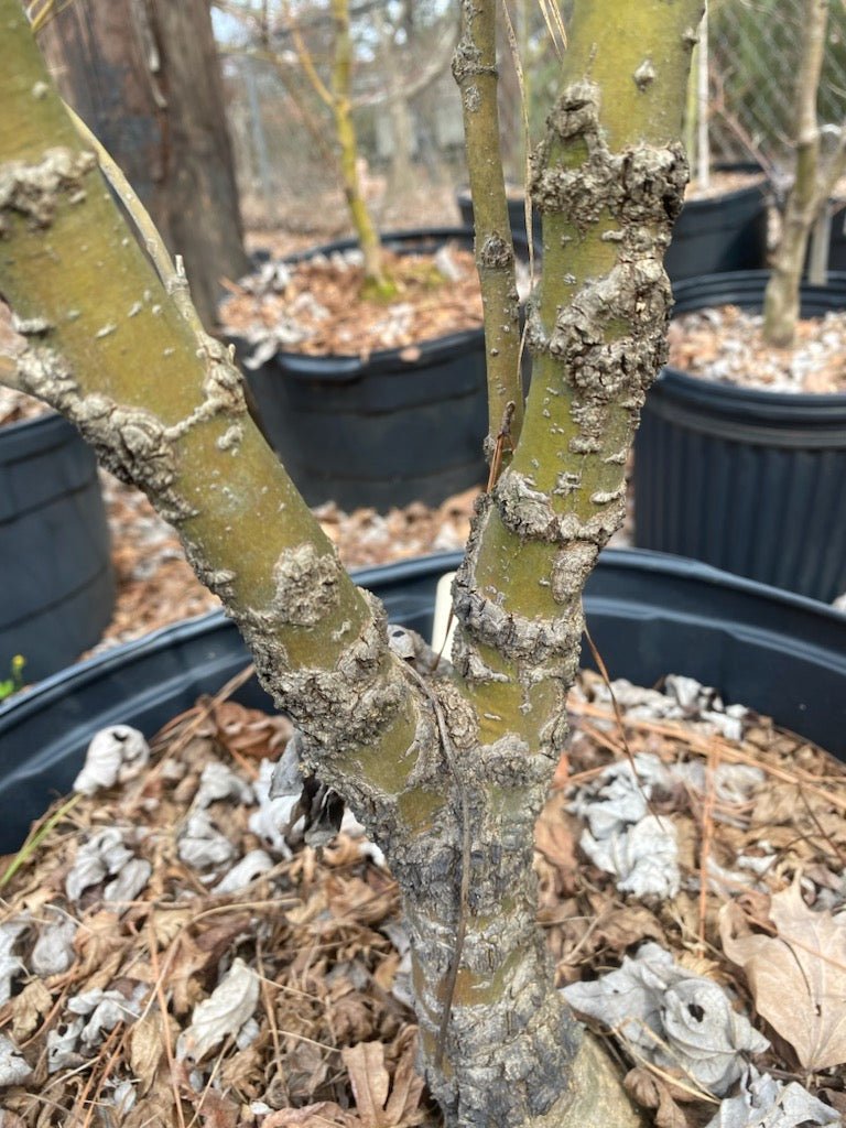 Acer palmatum 'Nishiki yamato' Rough Bark Japanese Maple - Maple Ridge Nursery