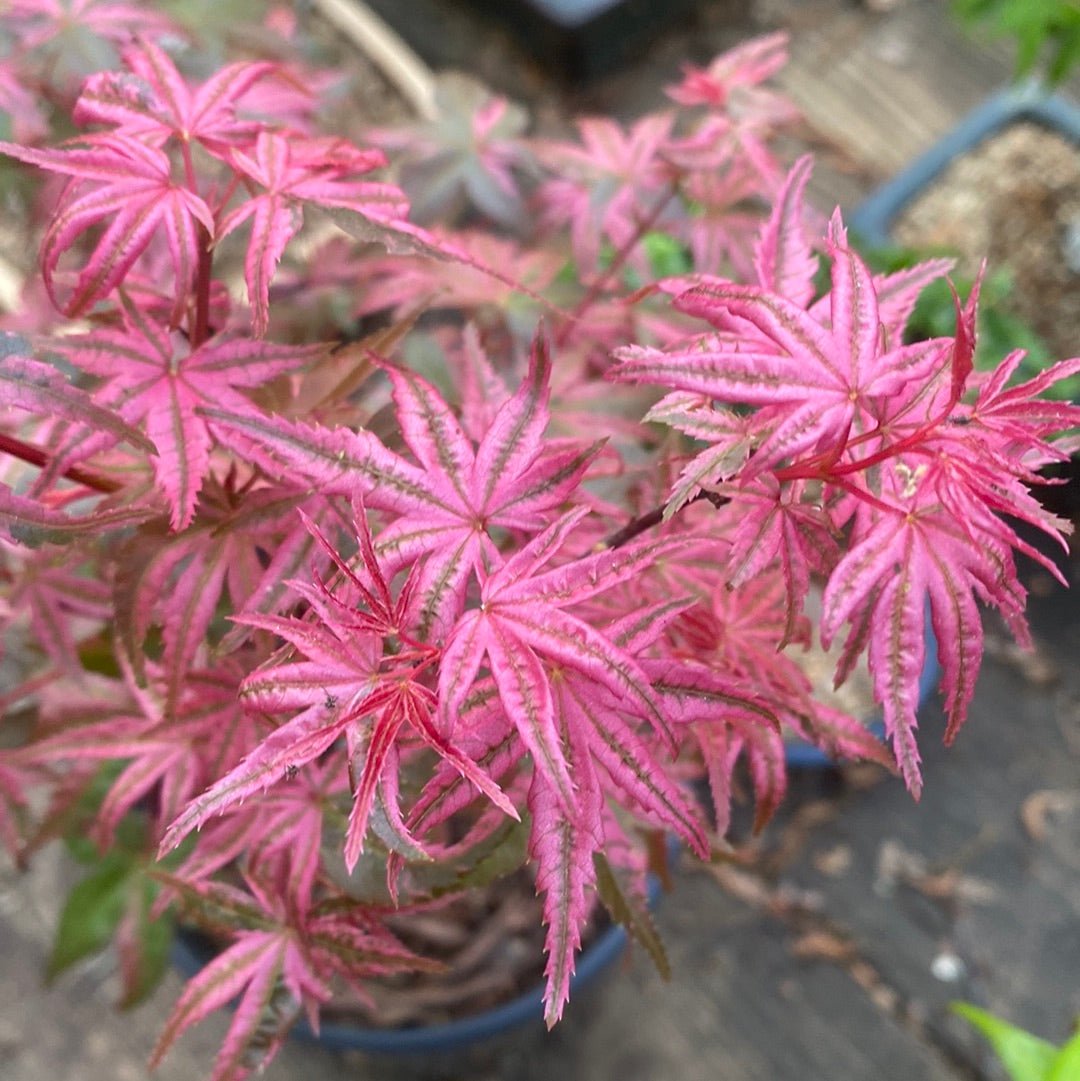 Acer palmatum 'Noel' Variegated Corallinum Japanese Maple - Maple Ridge Nursery