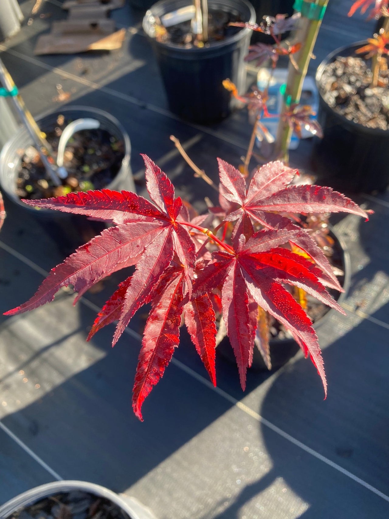 Acer palmatum 'Nomura Nishiki' Red Upright Japanese Maple - Maple Ridge Nursery