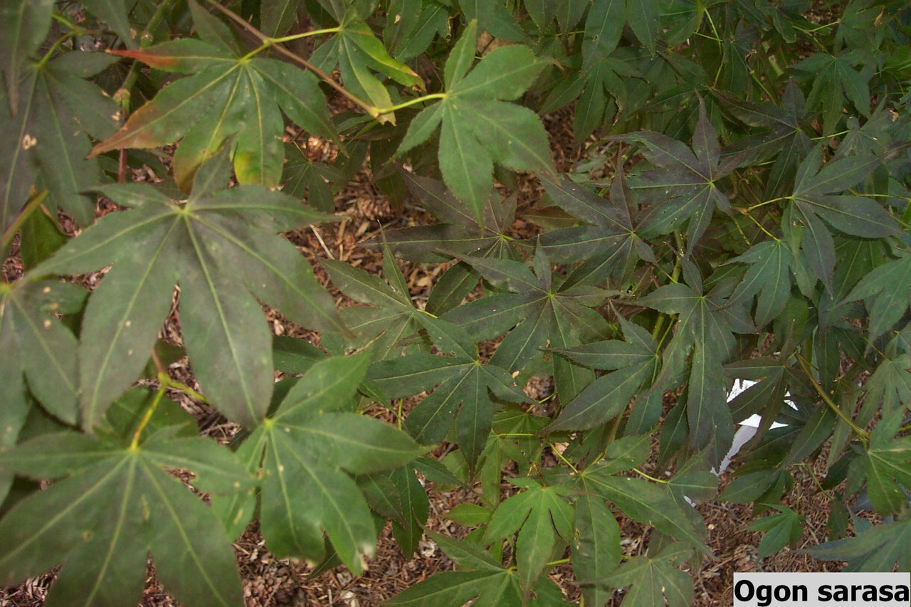 Acer palmatum 'Ogon Sarasa' Rare Japanese Maple - Maple Ridge Nursery