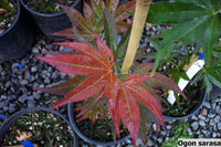 Thumbnail for Acer palmatum 'Ogon Sarasa' Rare Japanese Maple - Maple Ridge Nursery