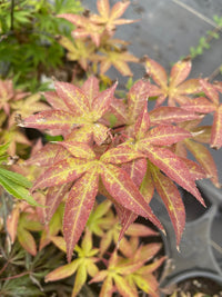 Thumbnail for Acer palmatum 'Ogon Sarasa' Rare Japanese Maple - Maple Ridge Nursery
