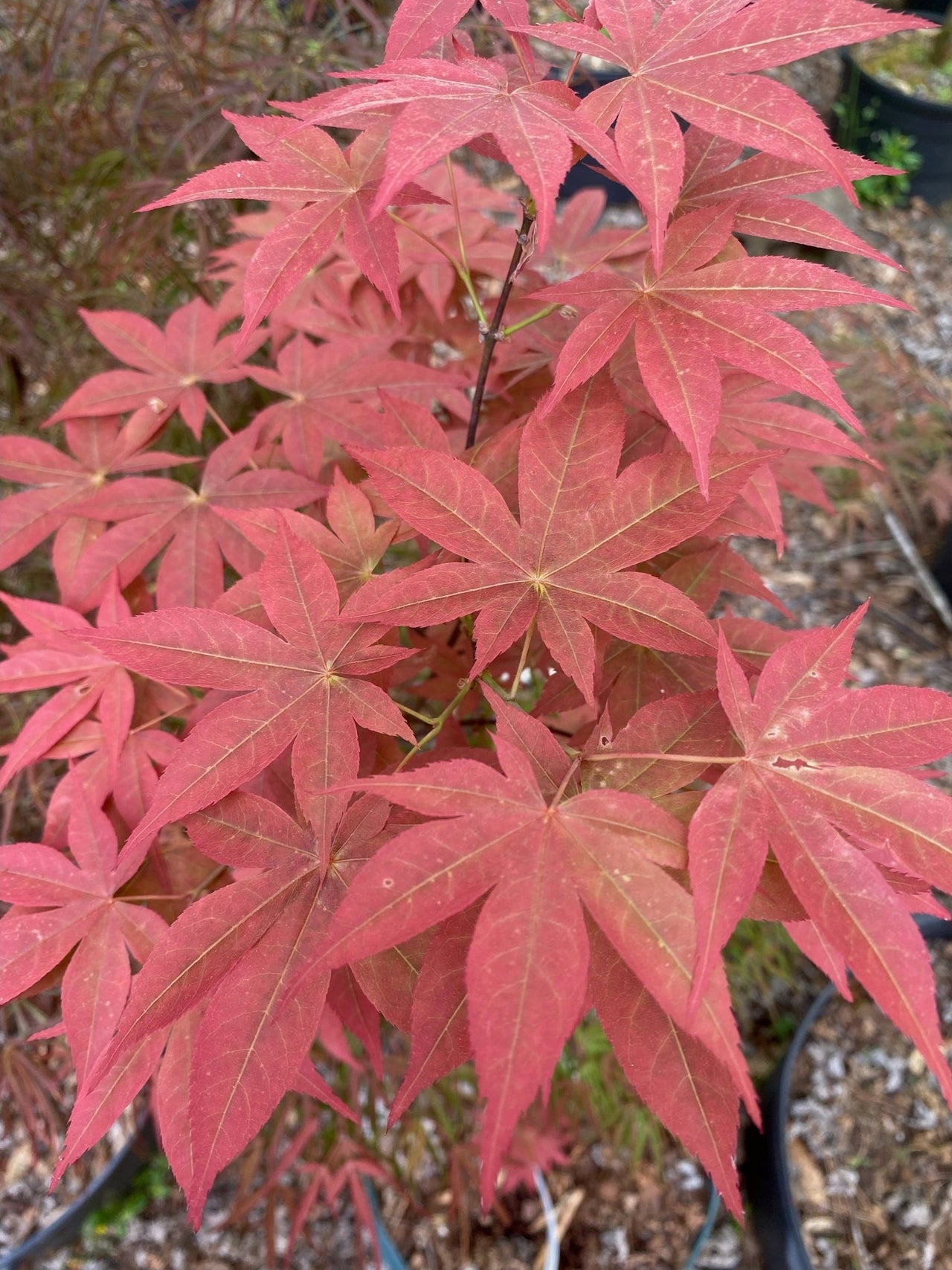Acer palmatum 'Ogon Sarasa' Rare Japanese Maple - Maple Ridge Nursery