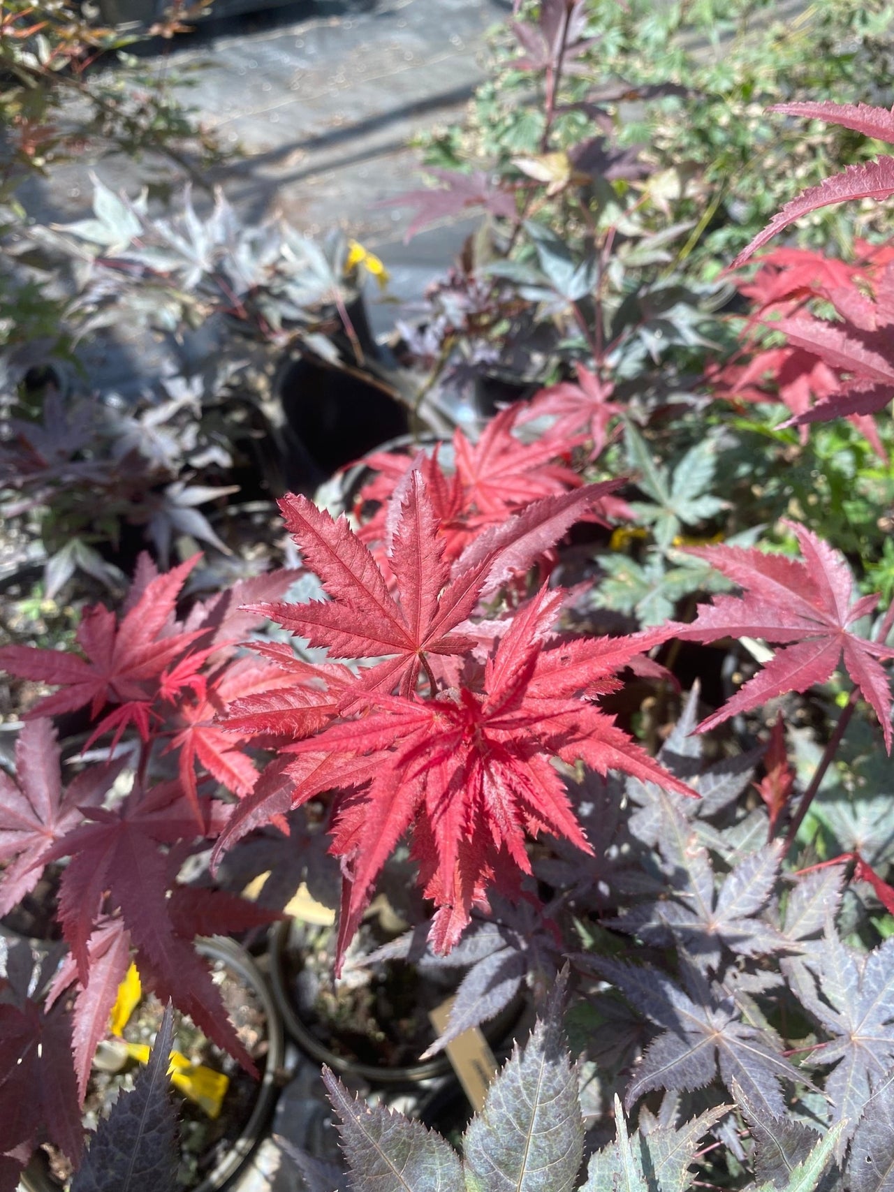 Acer palmatum 'Okagami' Red Upright Japanese Maple - Maple Ridge Nursery