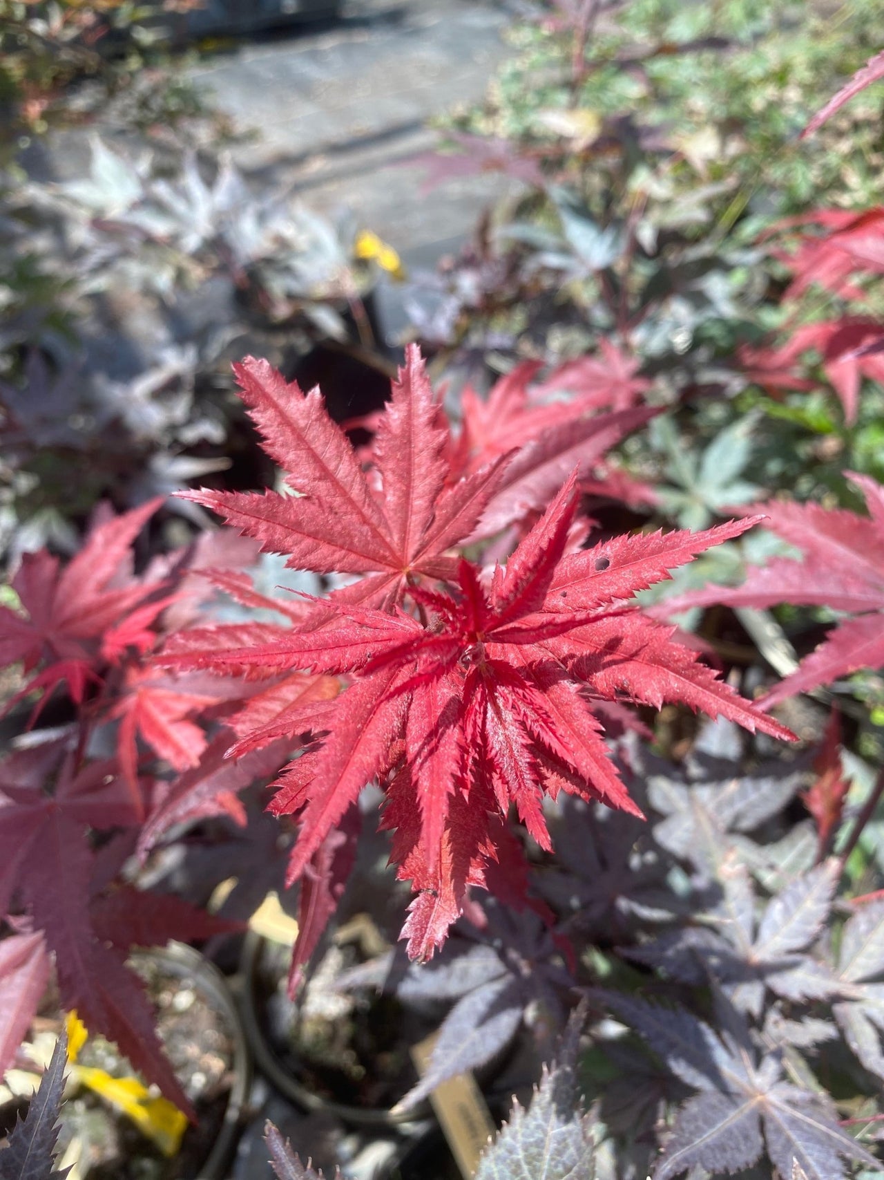 Acer palmatum 'Okagami' Red Upright Japanese Maple - Maple Ridge Nursery