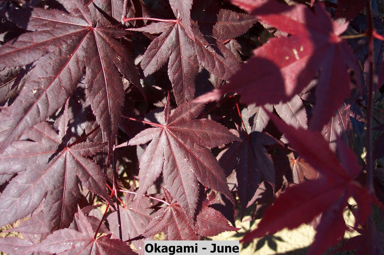 Acer palmatum 'Okagami' Red Upright Japanese Maple - Maple Ridge Nursery