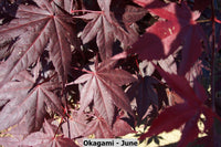 Thumbnail for Acer palmatum 'Okagami' Red Upright Japanese Maple - Maple Ridge Nursery