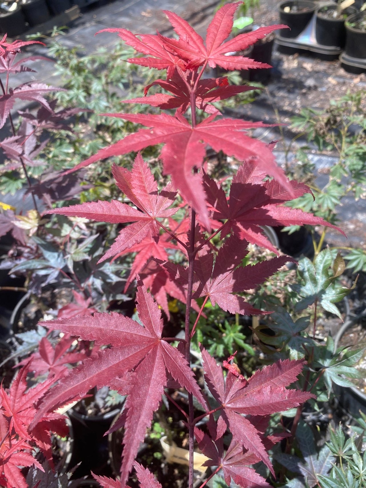 Acer palmatum 'Okagami' Red Upright Japanese Maple - Maple Ridge Nursery