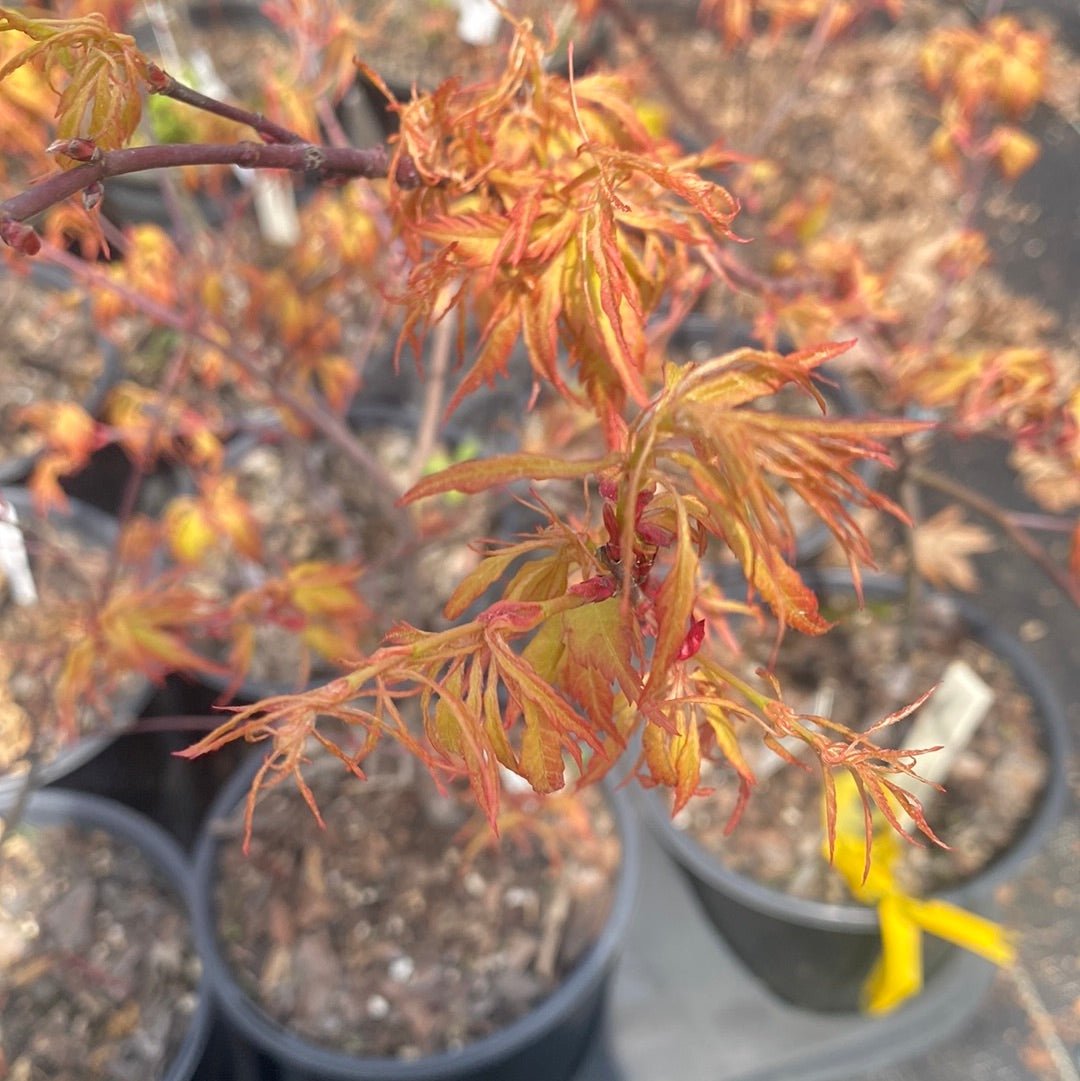 Acer palmatum 'Orange Hagoromo' Feather Leaf Japanese Maple - Maple Ridge Nursery