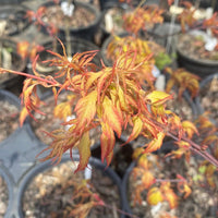 Thumbnail for Acer palmatum 'Orange Hagoromo' Feather Leaf Japanese Maple - Maple Ridge Nursery