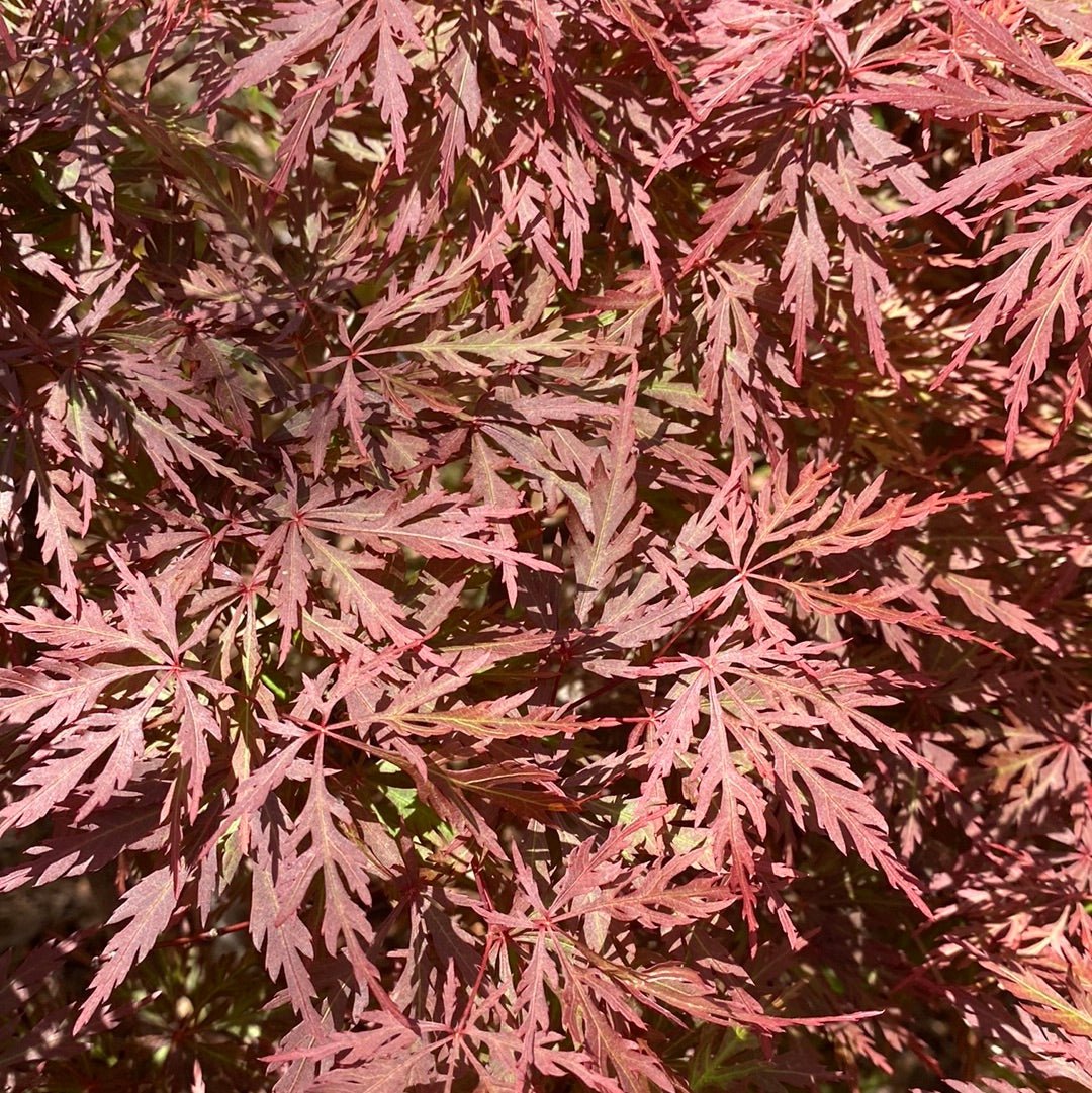 Acer palmatum 'Orangeola' Red Dwarf Japanese Maple (Pre-Order) - Maple Ridge Nursery