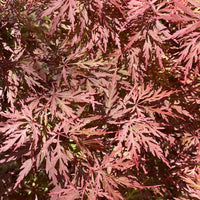 Thumbnail for Acer palmatum 'Orangeola' Red Dwarf Japanese Maple (Pre-Order) - Maple Ridge Nursery