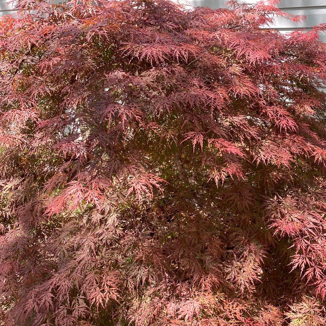 Acer palmatum 'Orangeola' Red Dwarf Japanese Maple (Pre-Order) - Maple Ridge Nursery