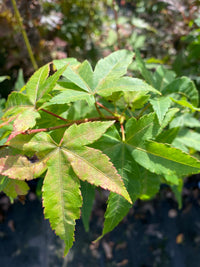 Thumbnail for Acer palmatum ‘Oranges and Lemons’ - Maple Ridge Nursery