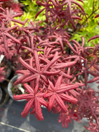 Thumbnail for Acer palmatum 'Peve Starfish' Rare Japanese Maple - Maple Ridge Nursery