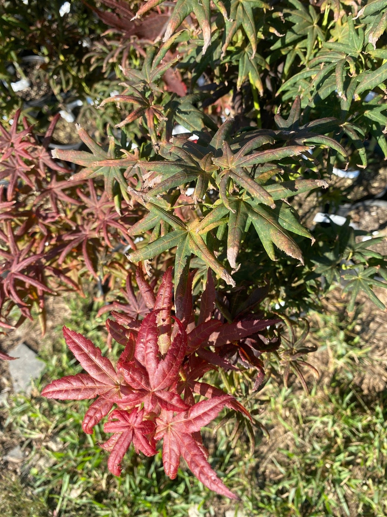 Acer palmatum 'Peve Starfish' Rare Japanese Maple - Maple Ridge Nursery