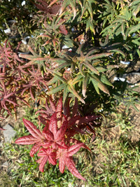 Thumbnail for Acer palmatum 'Peve Starfish' Rare Japanese Maple - Maple Ridge Nursery