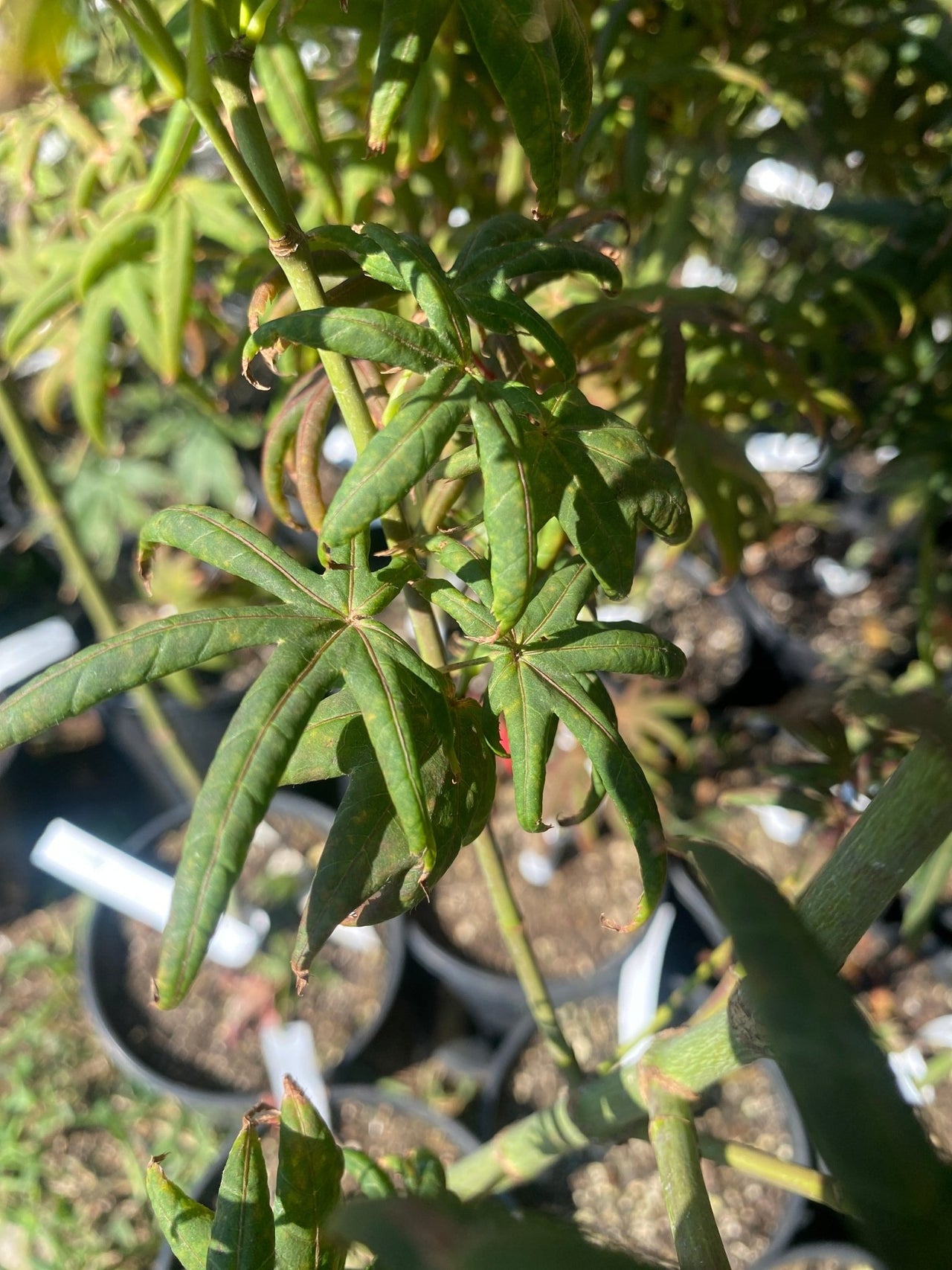 Acer palmatum 'Peve Starfish' Rare Japanese Maple - Maple Ridge Nursery