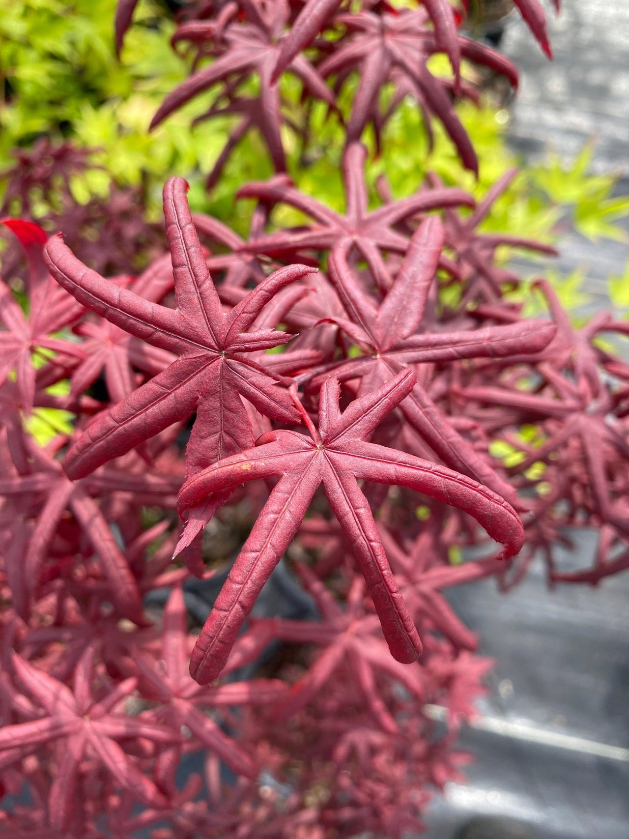 Acer palmatum 'Peve Starfish' Rare Japanese Maple - Maple Ridge Nursery