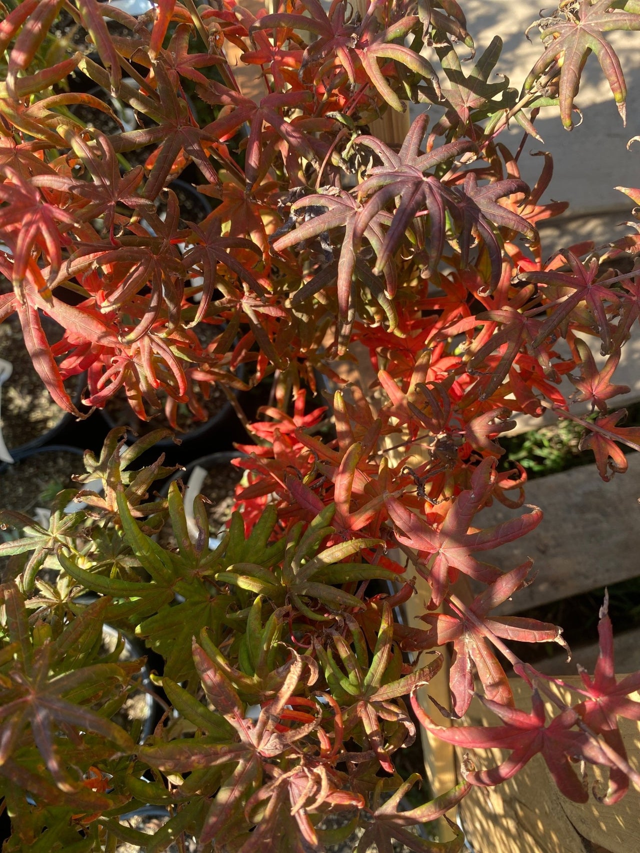 Acer palmatum 'Peve Starfish' Rare Japanese Maple - Maple Ridge Nursery