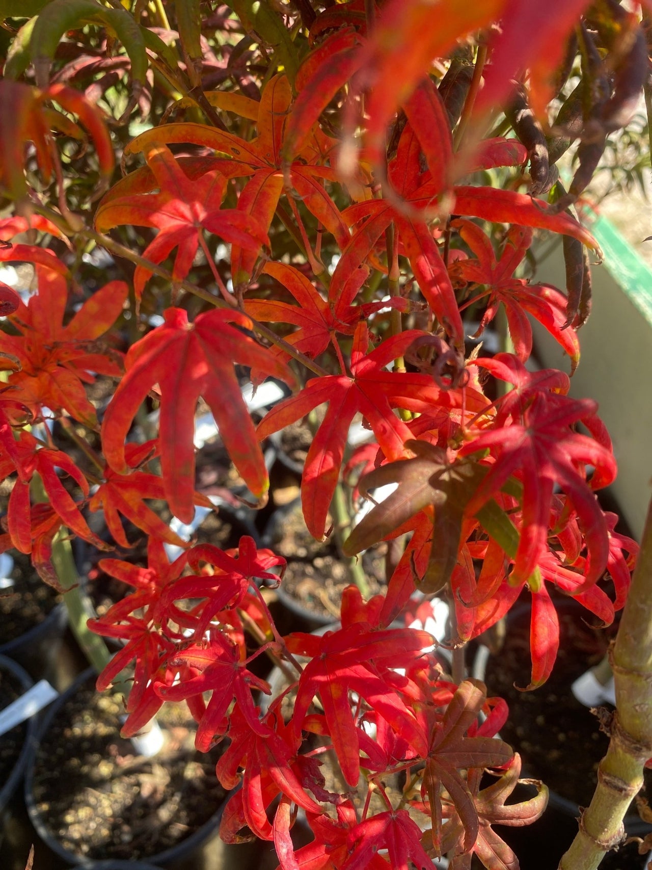 Acer palmatum 'Peve Starfish' Rare Japanese Maple - Maple Ridge Nursery