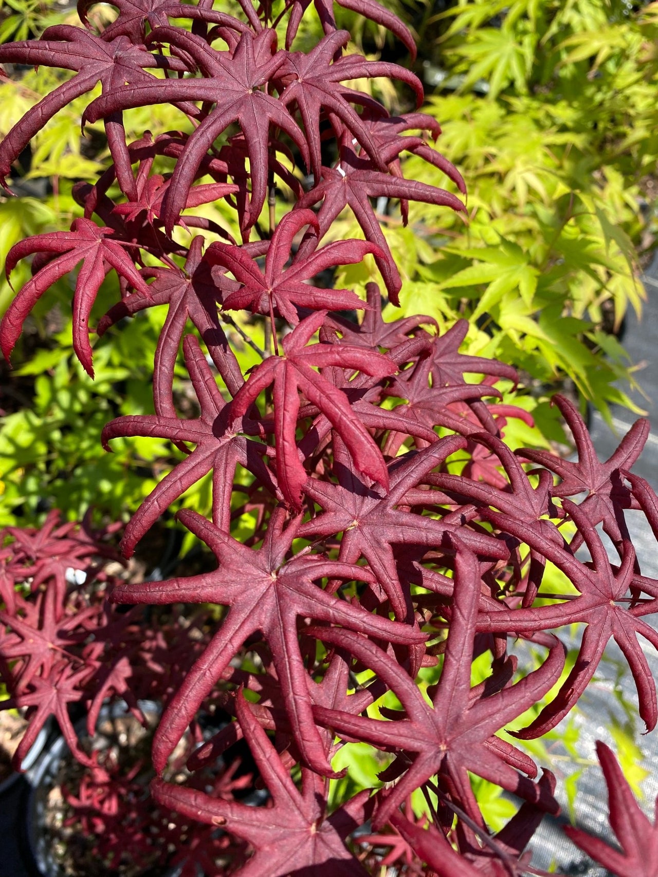 Acer palmatum 'Peve Starfish' Rare Japanese Maple - Maple Ridge Nursery
