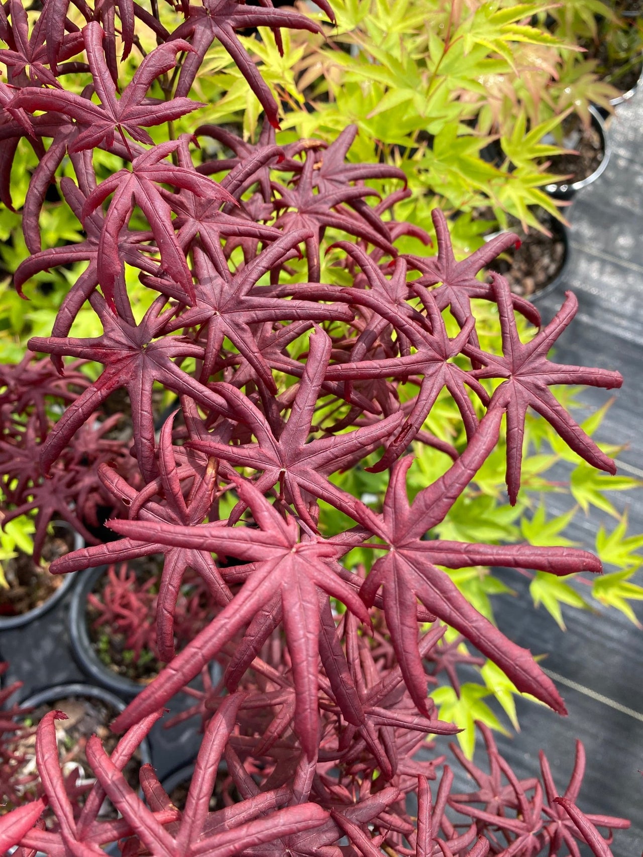 Acer palmatum 'Peve Starfish' Rare Japanese Maple - Maple Ridge Nursery