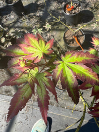 Thumbnail for Acer palmatum 'Phantom Flame' Reticulated Japanese Maple - Maple Ridge Nursery
