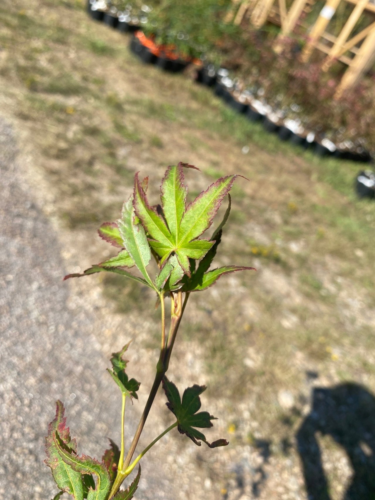 Acer palmatum 'Phantom Flame' Reticulated Japanese Maple - Maple Ridge Nursery