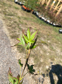 Thumbnail for Acer palmatum 'Phantom Flame' Reticulated Japanese Maple - Maple Ridge Nursery