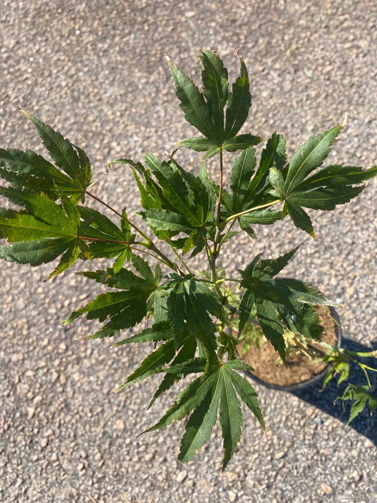 Acer palmatum 'Phantom Flame' Reticulated Japanese Maple - Maple Ridge Nursery