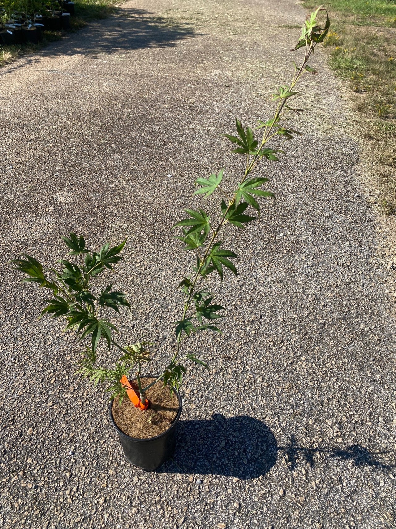 Acer palmatum 'Phantom Flame' Reticulated Japanese Maple - Maple Ridge Nursery