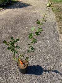 Thumbnail for Acer palmatum 'Phantom Flame' Reticulated Japanese Maple - Maple Ridge Nursery