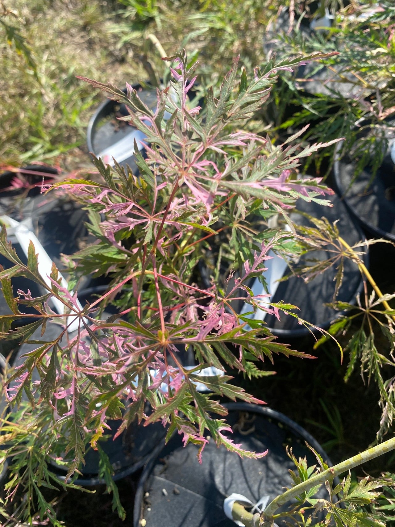 Acer palmatum 'Pink Ballerina' Variegated Lace Leaf - Maple Ridge Nursery