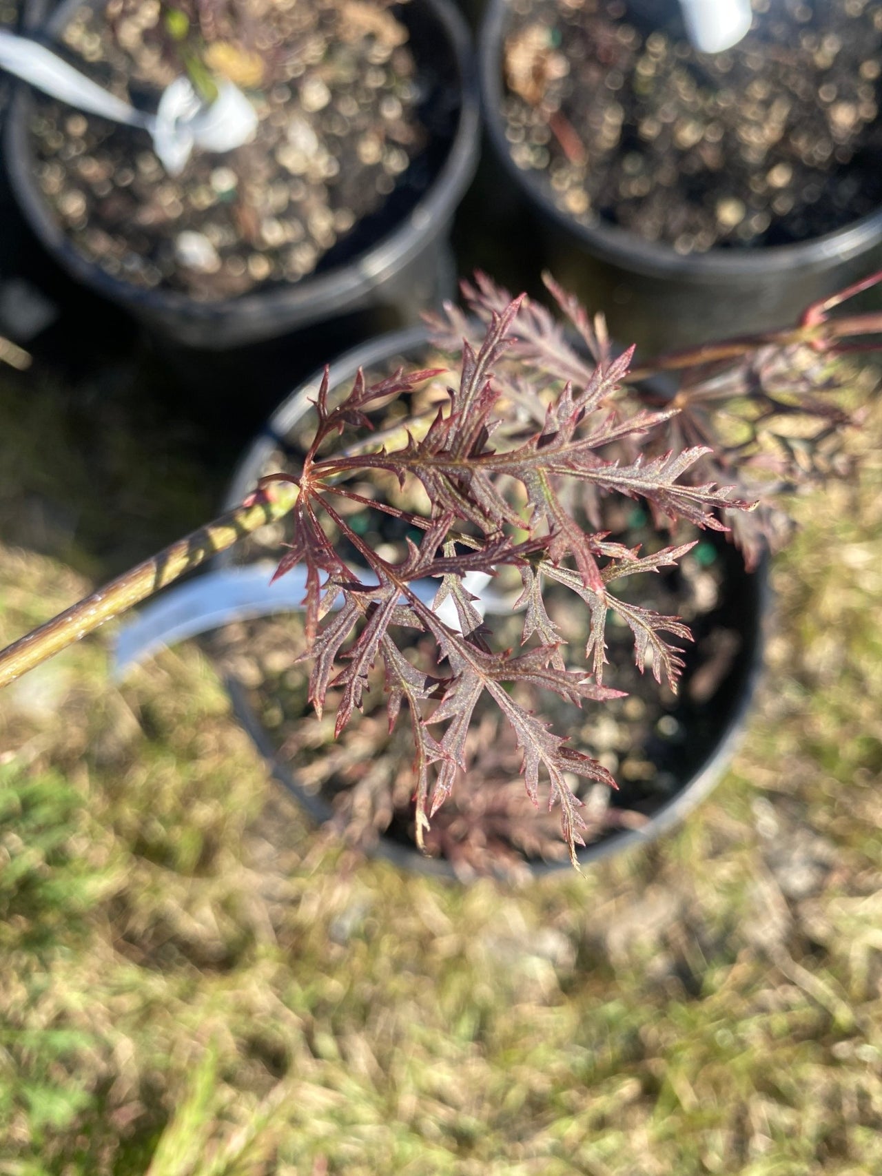 Acer palmatum 'Red Feathers' Dwarf Japanese Maple (Pre - Order) - Maple Ridge Nursery