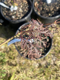 Thumbnail for Acer palmatum 'Red Feathers' Dwarf Japanese Maple (Pre - Order) - Maple Ridge Nursery