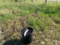 Thumbnail for Acer palmatum 'Red Feathers' Dwarf Japanese Maple (Pre - Order) - Maple Ridge Nursery